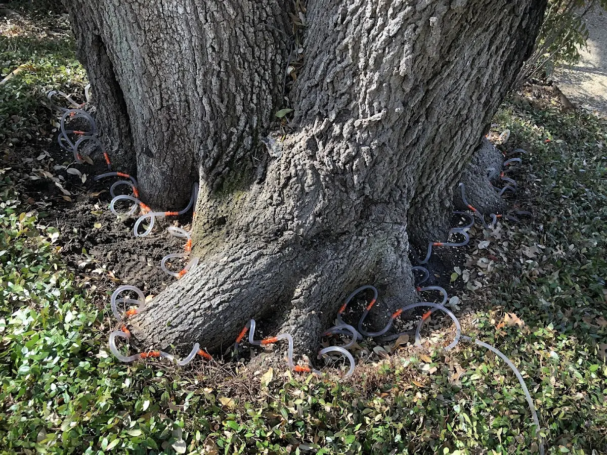 Detailed Tree Cabling and Bracing job site in Whitney