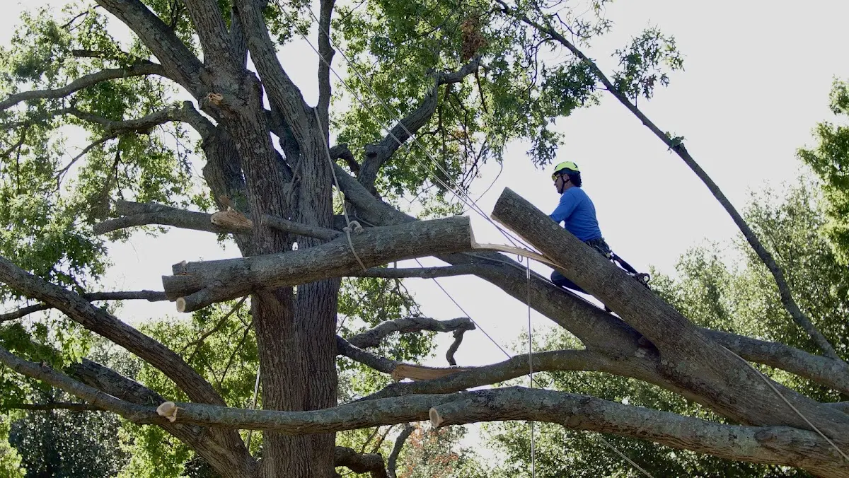 Professional Crown Thinning performed by certified arborists in Whitney
